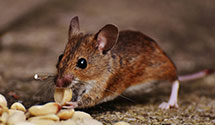 24 Hour & Emergency Exterminators in Broyhill Furniture, NC